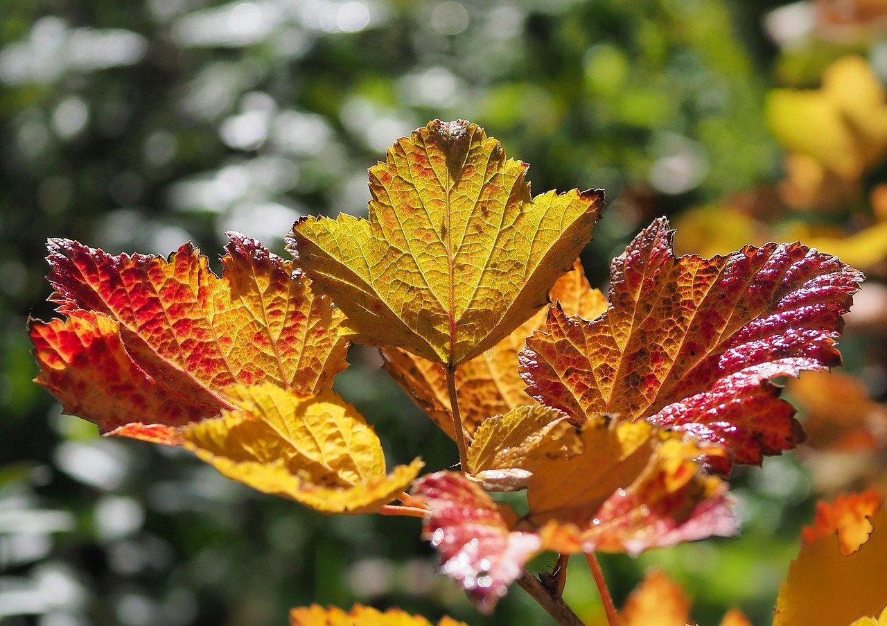 leaves, fall, plant-8373266.jpg