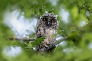 owl, bird, long-eared owl-8364426.jpg